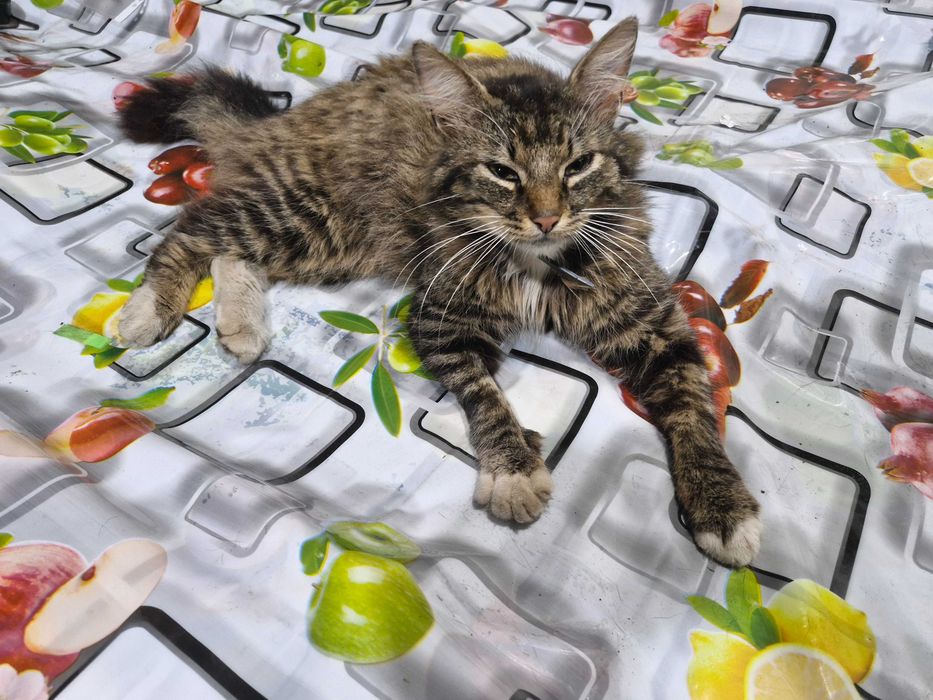 Віддам кота разом із лотком в добрі руки, 1,5 роки, до лотку привчений