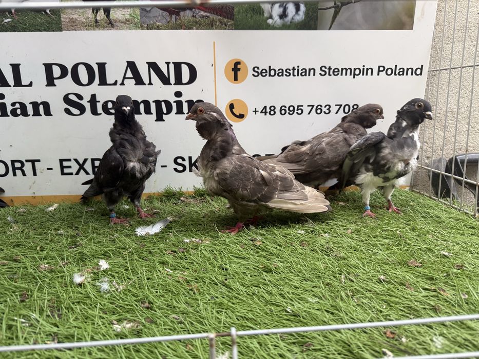 Gołębie. Mewki chińskie. Mewka.  Możliwy transport