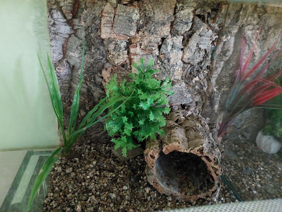 Terrarium dla pająka, gekona, modliszki, patyczaka... 30x30x30 z gilotyną szklane