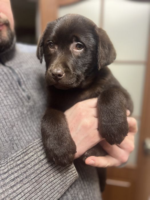 Шоколадний хлопчик