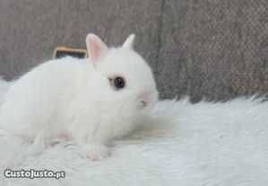 Coelhos anões+Gaiola nova+alimentação adequada