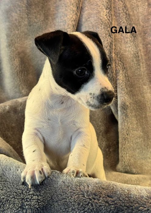 Jack Russell Terrier Suczka