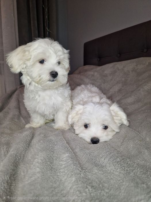 Maltańczyk Maltańczyki pieski