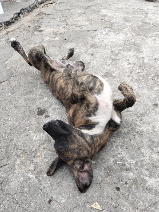 Kiara para adoção responsável traçado labrador
