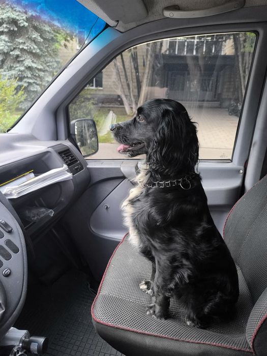 Мисливський спаніель шукає дівчину для зустрічей