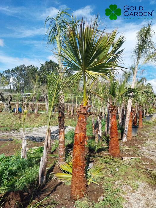 Palmeiras Whashintonias disponíveis em várias alturas!