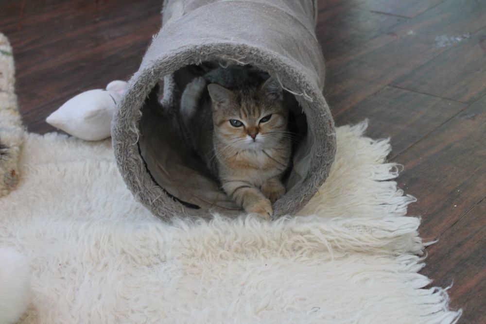 Котятка шотландсько1 шиншилли варті уваги