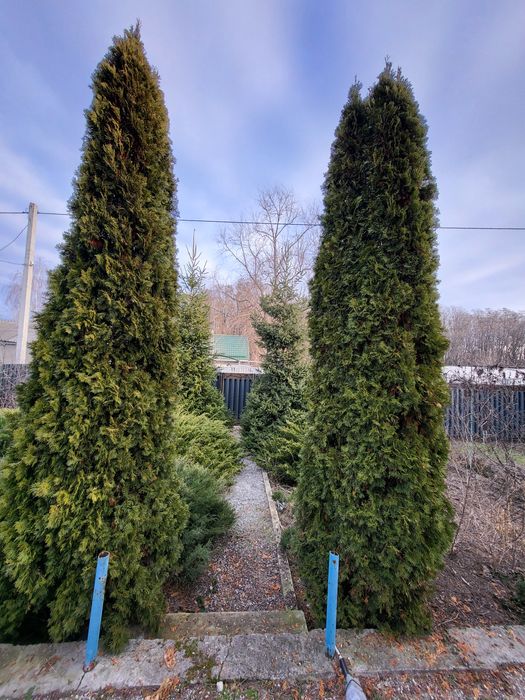 Продам дом с большим земельным участком. Y.A.