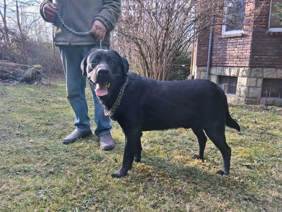 Labrador czarny  Bielsko-Biała
