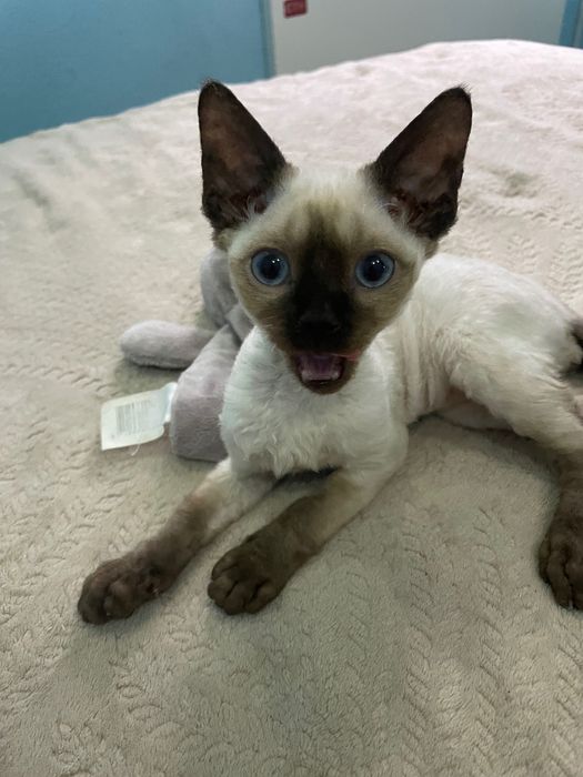 Котики девон рекс