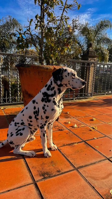 Dalmata macho procura namorada