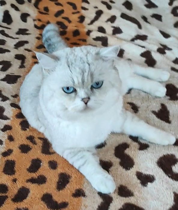 Клубный котик шиншилла поинт вязка