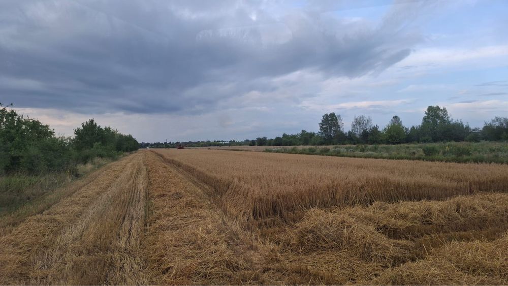 Owies ze zbuoru 2025