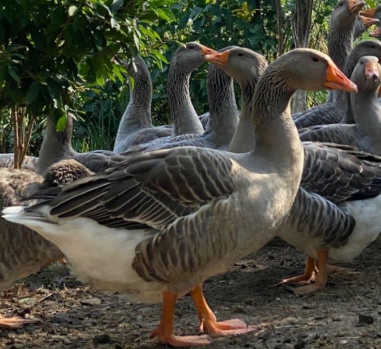 Гуска молода велика сіра