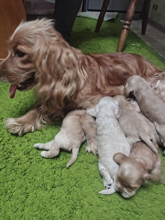 Продаються щенята англійського кокер спаніеля