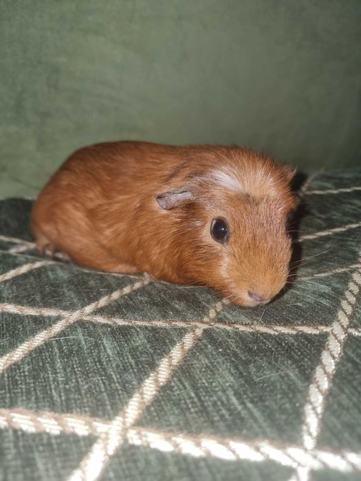 Морська свинка крестед