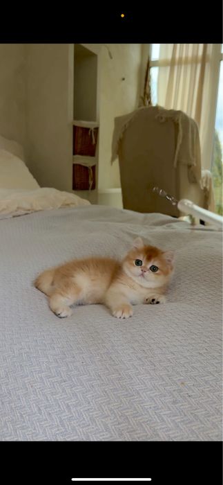 Котик британська золота шиншила кошенята хлопчик дівчинка
