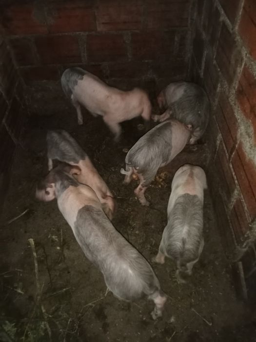 Vende-se leitões Bissaros