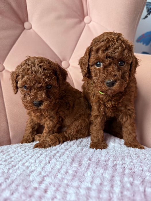 Pudel Toy Red suczka , juz do odbioru!!!