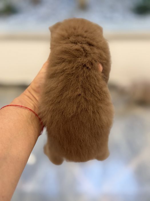 Gatinho British Shorthair Cinnamon com LOP