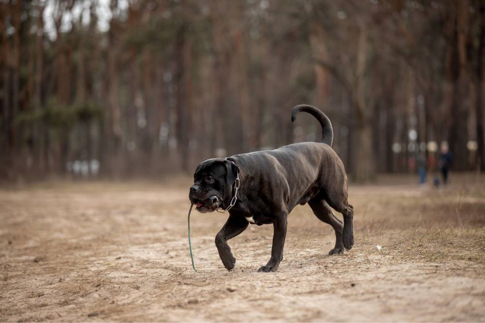 Кобель для вязок