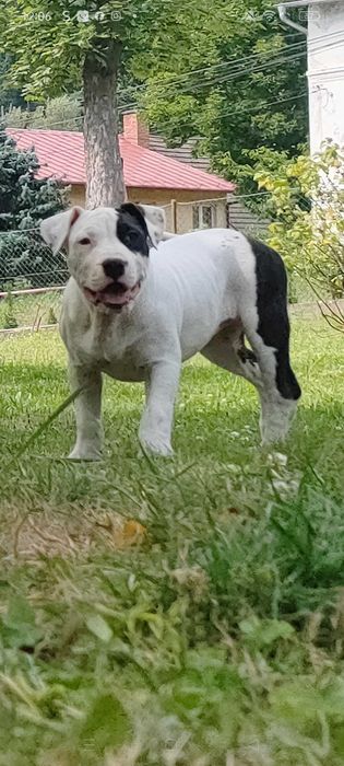 American Bully suczka ABKC