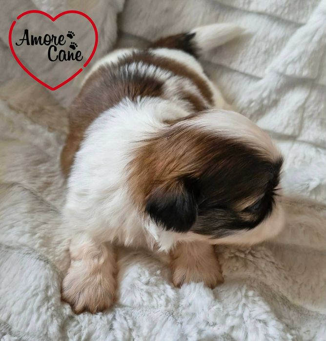 Śliczny piesek shih tzu-JACK.