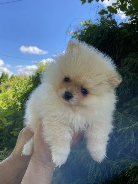 Szpic miniaturowy pomeranian