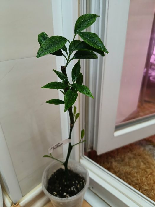 Мандарин Иволистный + лимон Мейера