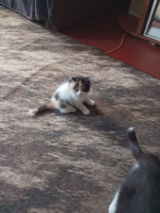 Отдаем котят бесплатно