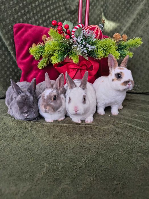 Karzełek rex samczyki i samiczka