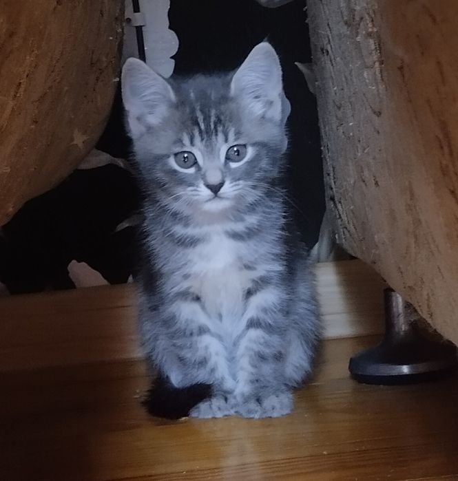 Котята ищут любящих хозяев!
