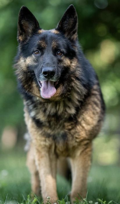 Piesek okolo 5 lat