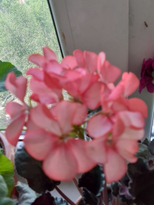 Герань.Пеларгония зональная.