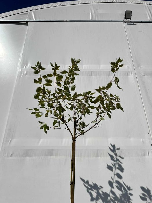 Dereń biały Elegantissima - Cornus, biało obrzeżone liście, szczepiony