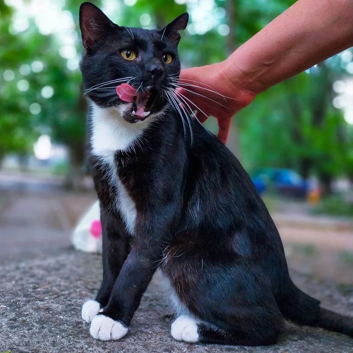 Кот Феликс (котики)