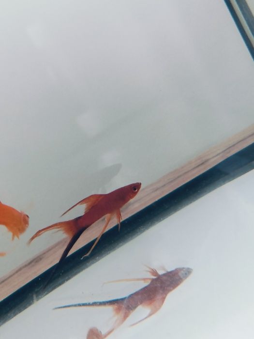 Mieczyk lira wagtail samiec