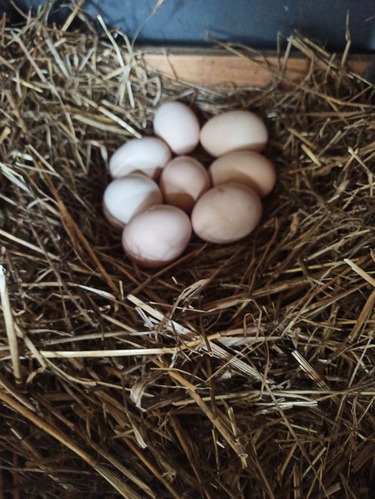 Jajka wiejskie od szczęśliwych wolno biegających kurek.