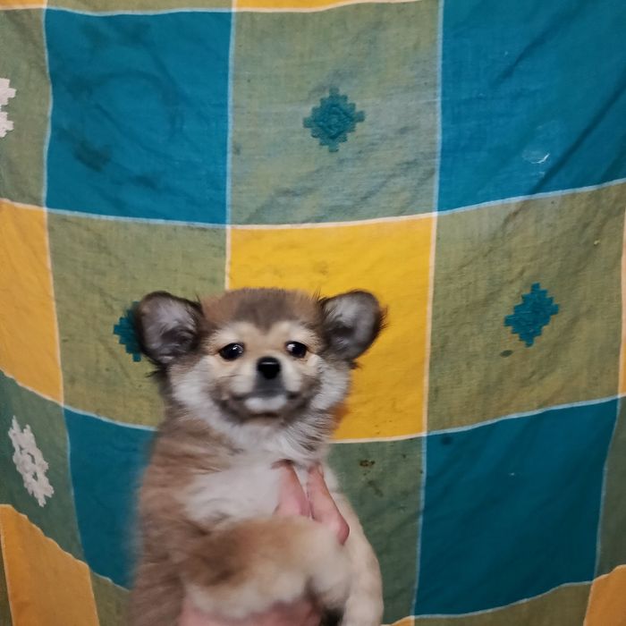 Девочка шпіц оранж