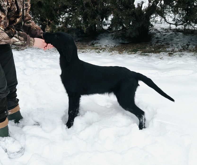 Flat Coated Retriever szczeniak 4 MIESIĄCE piesek - FCI -ZKwP