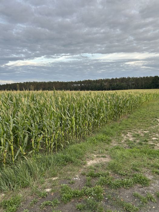Kukurydza na pniu PIONEER