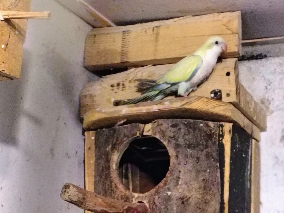 Papugi kolorowe młode starsze