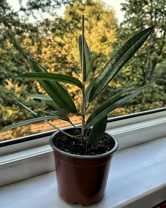 Фікус Амстел Кінг