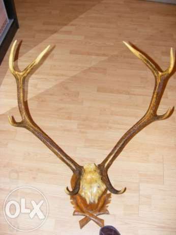 Рога . Оленя продам