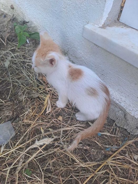Gatinhos "raios de sol" bebés prontos para adoção