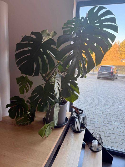 Monstera kwiat 130cm
