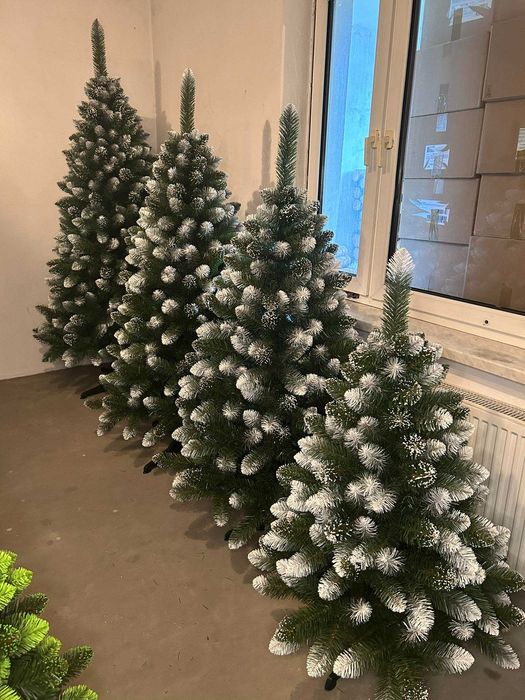 Sosna Diamentowa 100cm - model na 2025 rok - producent