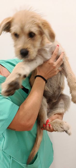 Cães bebés para adoção responsável
