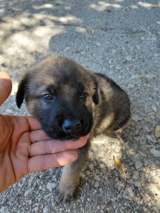 Doa-se filhotes de cachorro.