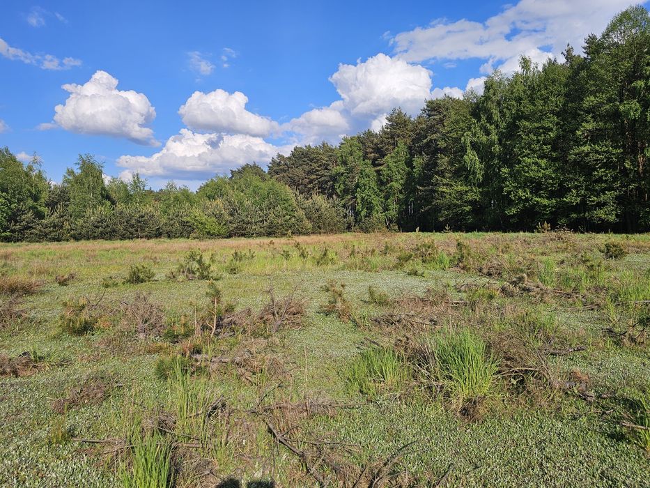 Działki budowlane w otulinie lasów